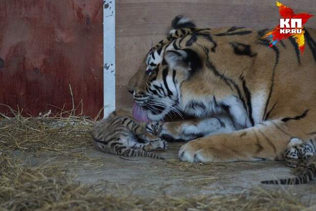 Тигрята родились всего пару дней назад Фото: Алексей БУЛАТОВ