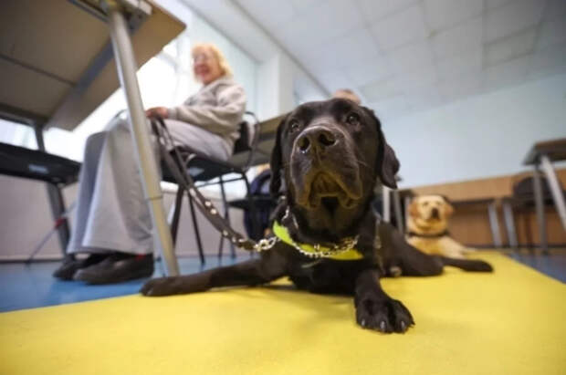 Кинолог Серебрякова призвала не брать собак на прогулку в новогоднюю ночь