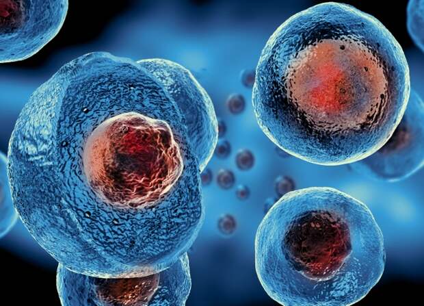 Стволовые клетки были открыты российским ученым. /Фото: meteo-tv.ru