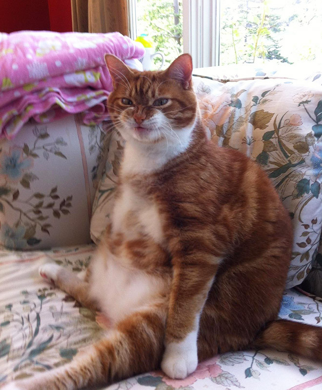 Котики внезапно устали и присели отдохнуть