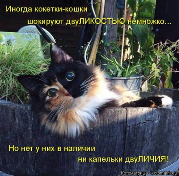 Новая котоматрица на Бугаге (44 фото)