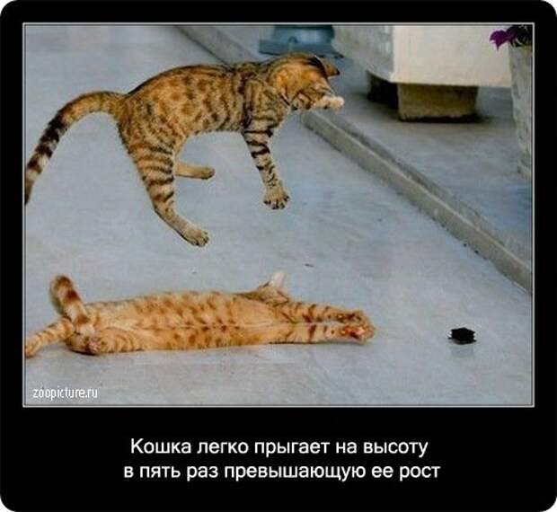 Факты о кошках в картинках