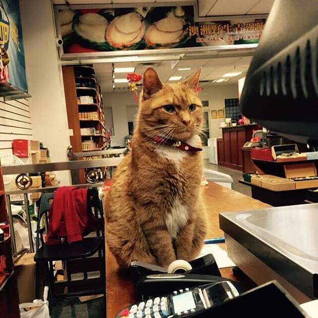 Рыжий кот Король Бобо в китайском магазинчике 9