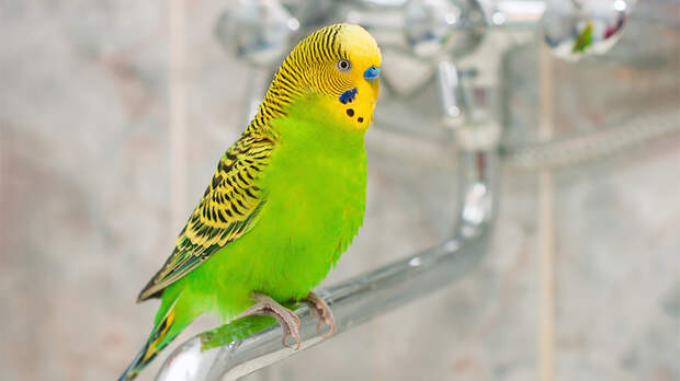 Душ для попугая