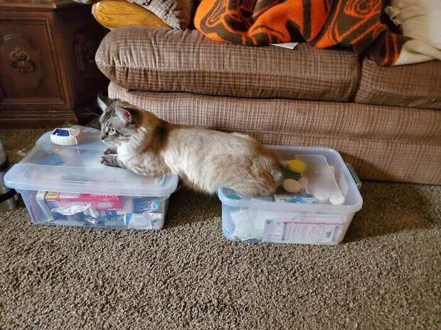 Bigpicture.ru забавных фото с животными, которые гарантированно поднимут вам настроение