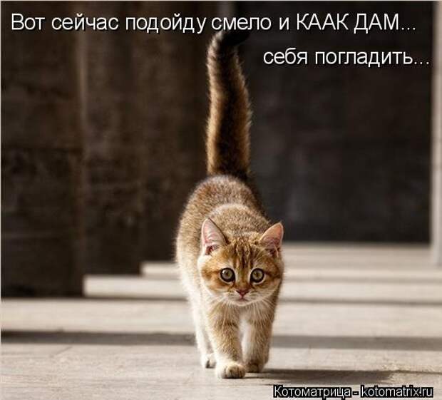 Котоматрица: себя погладить... Вот сейчас подойду смело и КААК ДАМ...