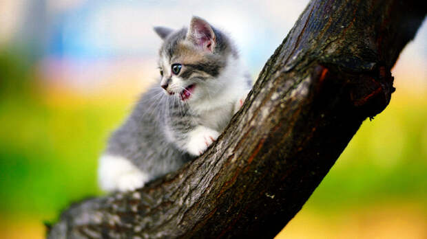 источник фото: goodfon.ru