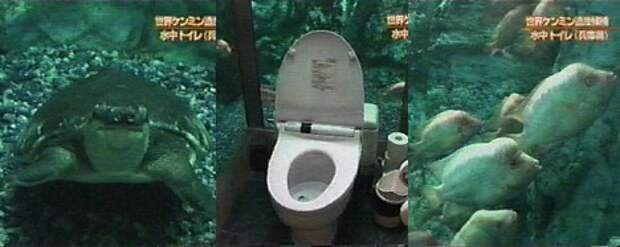Аквариум туалет - 