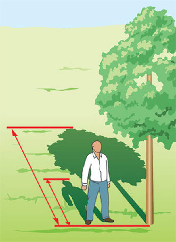 Тень земли высота. Измерение высоты дерева. Измерение высоты по тени. Измерение высоты дерева по тени. Прибор для измерения высоты дерева.