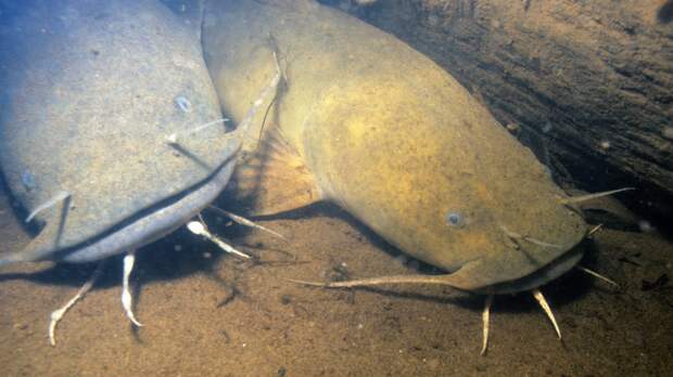 noodling for flathead catfish