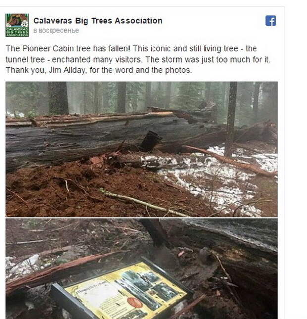 Фотографии рухнувшего дерева опубликовала организация Calaveras Big Trees Association на своей странице в Фейсбуке. Калифорния США, дерево, секвойя