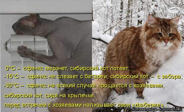 Котоматрица: 0°C – сфинкс мерзнет, сибирский кот потеет; -15°C – сфинкс не слезает с батареи, сибирский кот – с забора; -30°C – сфинкс на всякий случай прощ
