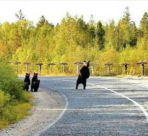 Забавные медведи и медвежата