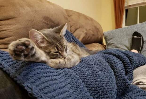 Кошка лежит на пледе