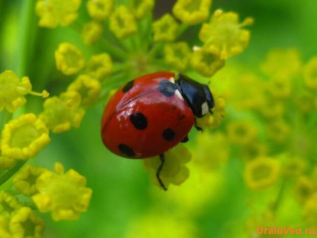 Суперхищники. Coccinellidae животные, факты