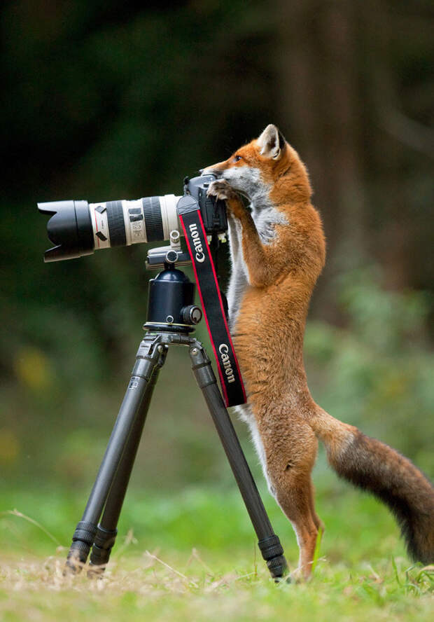 Животные, которые неравнодушны к фотосъёмке