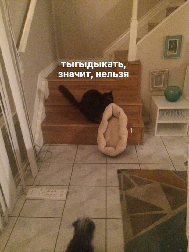 Когда поссорился с котом, и он решил съехать от тебя на второй этаж