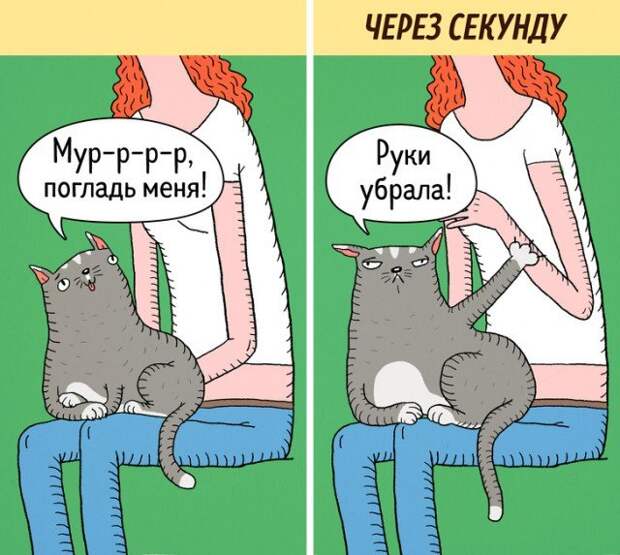 Кошки - самые противоречивые создания на планете