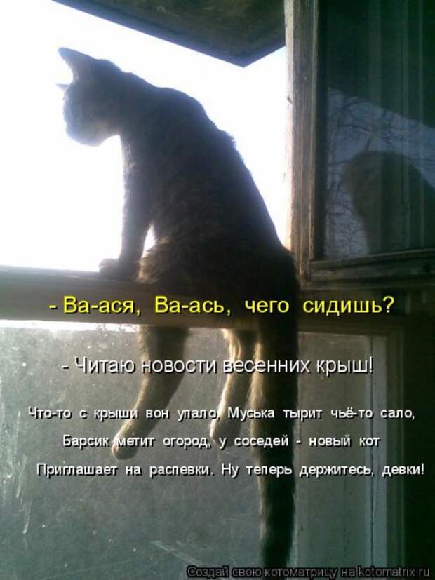 Свежая котоматрица на Бугаге (33 фото)