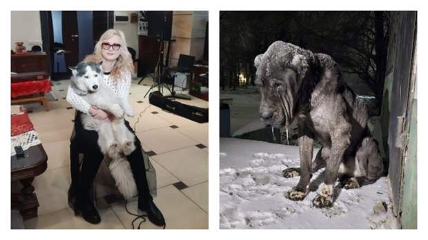 Экс-солистка группы "Мираж" попыталась спасти от голодной смерти породистого пса в Ростове