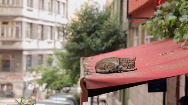 КОТстантинополь кино, кошки, стамбул