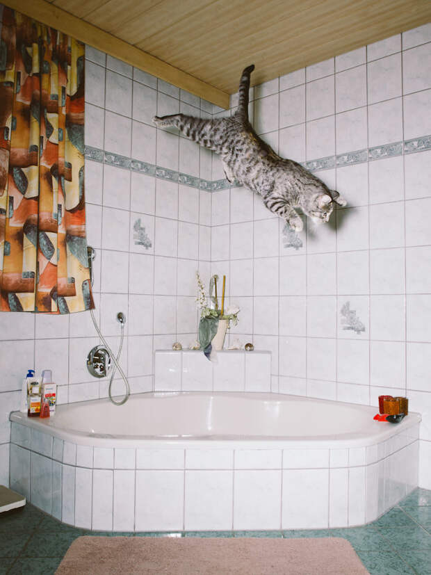 Jumping Cats By Daniel Gebhart De Koekkoek