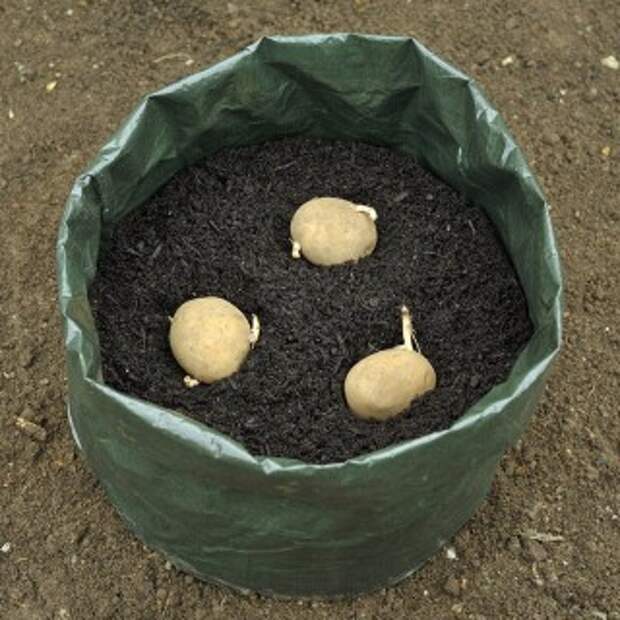 Картошку можно выращивать даже в полиэтиленовых мешках