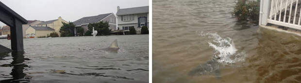 Один из жителей Нью-Джерси выложил в социальные сети фотографии затопленных улиц, на которых видна акула