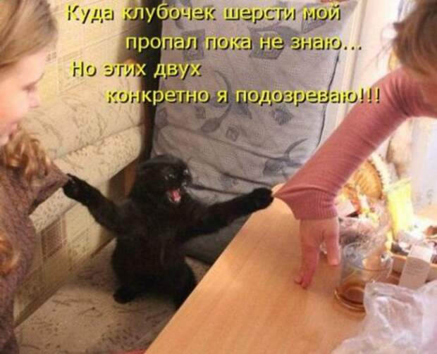 Весёлая котоматрица смех, фото