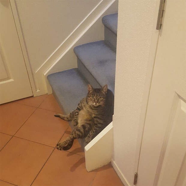 Котики внезапно устали и присели отдохнуть