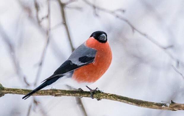 До -3 градусов потеплеет в Петербурге 18 января