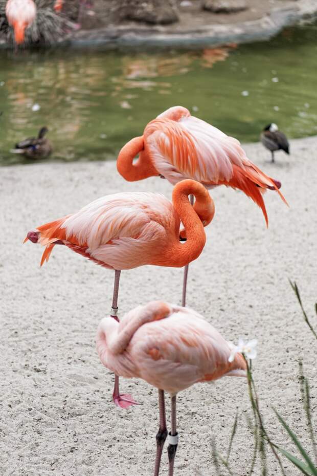 San Diego Zoo Spring 2016-2.jpg