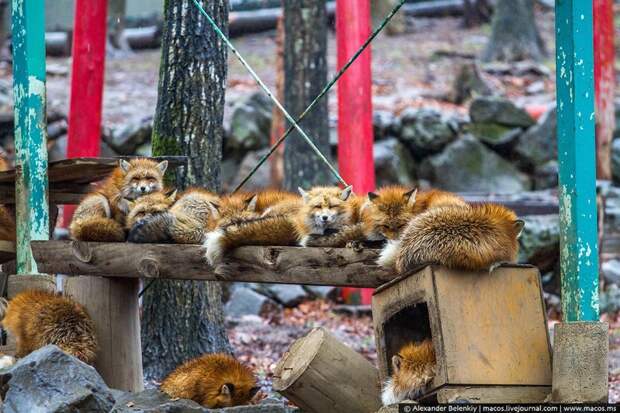 Здесь живёт несколько сотен лис шести пород. Большинство на вид не отличаются от наших, российских лисиц. животные, лисы, япония