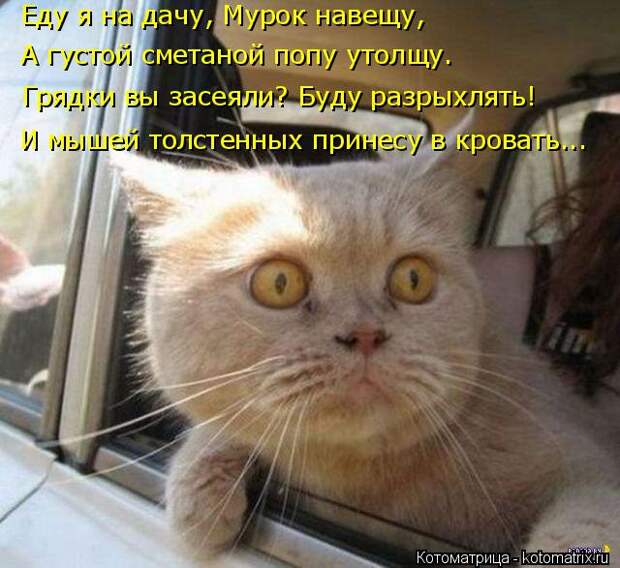 Котоматрица: Еду я на дачу, Мурок навещу, А густой сметаной попу утолщу. Грядки вы засеяли? Буду разрыхлять! И мышей толстенных принесу в кровать...