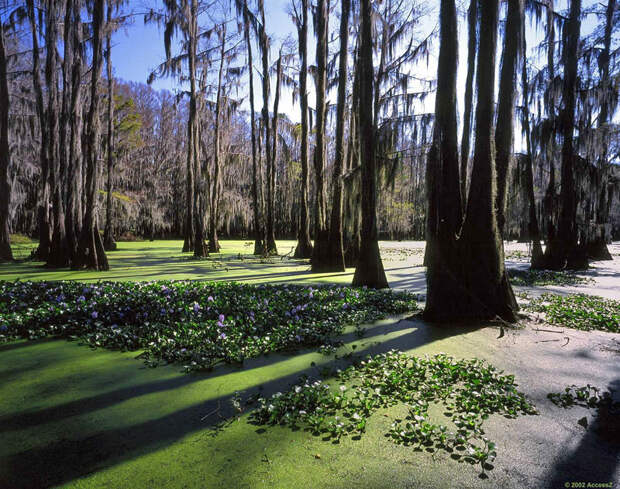 Фантастические кипарисы озера Каддо (Caddo lake), США