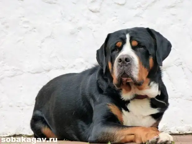 Швейцарский зенненхунд собака. Описание, особенности, уход и цена породы