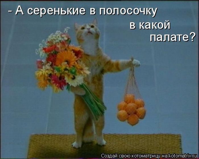 Лучшие котоматрицы недели