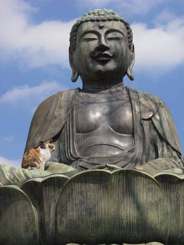Коты-буддисты: гармония и единение буддизм, животные, коты, прикол