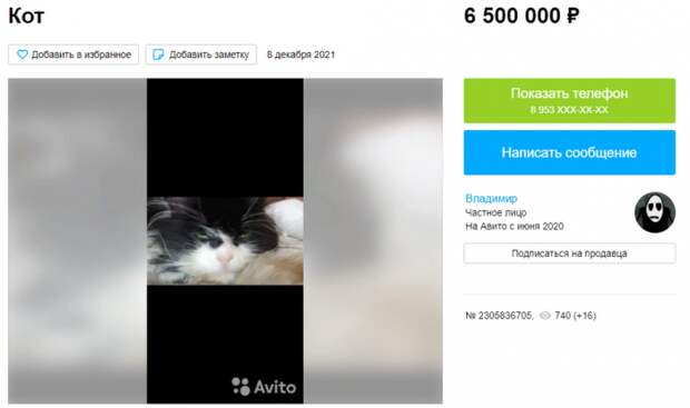Кота, которого держал сам Владимир Владимирович, продают за 9,5 млн рублей