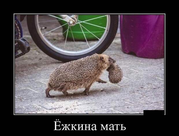 Демотиваторы (30 фото)