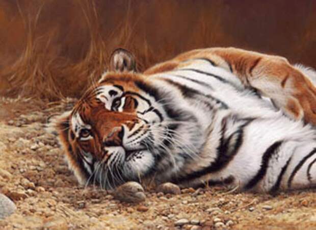 После удачной охоты тигр вальяжно возлежит и греется на солнце.