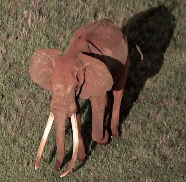 Сатао II был одним из самых старых и крупных слонов в Африке Браконьеры, африка, бивни, браконьерство, кения, слоны