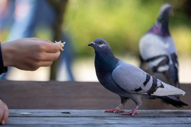 Туристка описала пять действий фразой «разрешены в России, но запрещены в других странах»