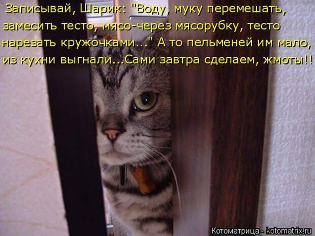 Лучшие котоматрицы недели Лучшие котоматрицы недели