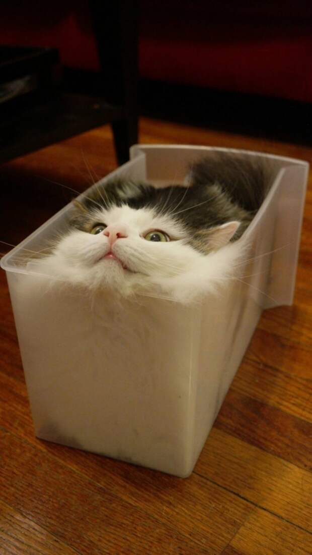 Забавный котопост)