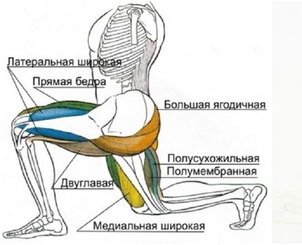 Комплекс упражнений для проработки нижней группы мышц