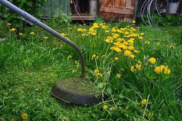 Будут ли штрафовать за одуванчики, мяту и другие сорняки на даче?