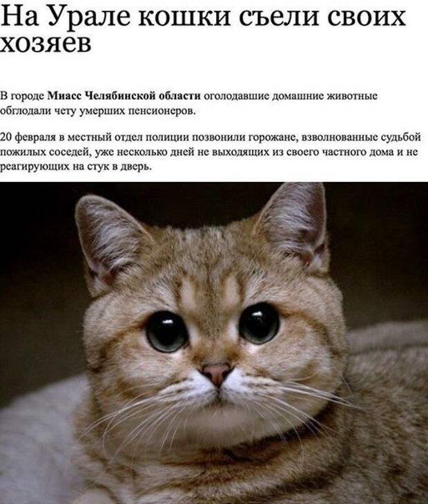 Прикольные картинки (95 фото) Прикольные картинки (95 фото)