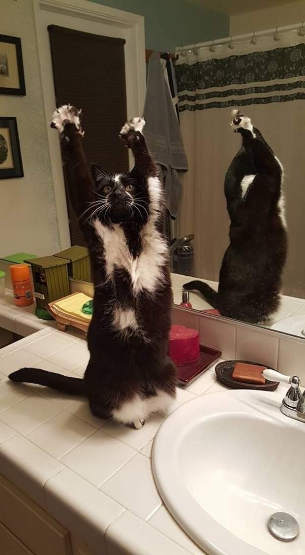 Смешные коты, которые наотрез отказываются вести себя как нормальные животные (27 фото) Смешные коты, которые наотрез отказываются вести себя как нормальные животные (27 фото)