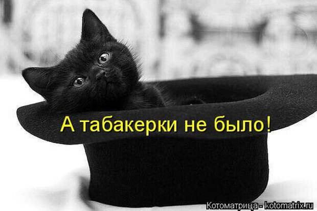 Лучшие котоматрицы недели (50 фото)